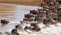 Witness the Great Migration, Masai Mara National Reserve, Kenya
